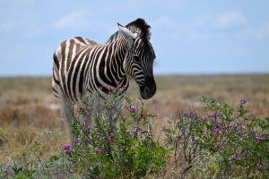 Etosha Namibia Wildlife