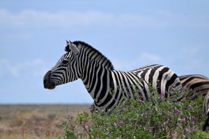 Etosha Namibia Wildlife