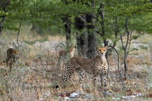 Etosha Namibia Wildlife