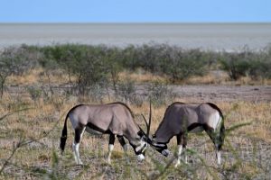 Etosha Namibia Wildlife