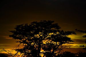 Etosha Namibia Nature Sunrise