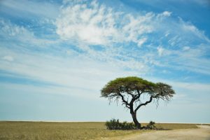 Etosha Namibia Nature