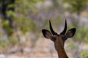 Etosha Namibia Wildlife