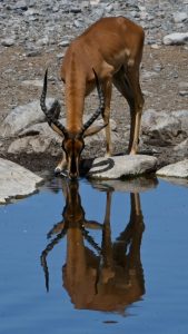 Etosha Namibia Wildlife