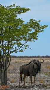 Etosha Namibia Wildlife