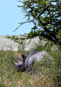 Etosha Namibia Wildlife