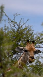Etosha Namibia Wildlife