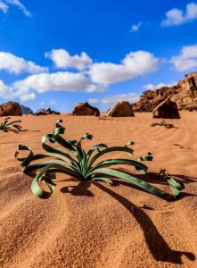 Wadi Rum Desert Jordan - Damir Vujnovac