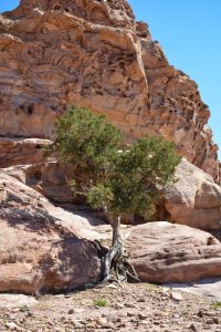 Petra Jordan - Damir Vujnovac